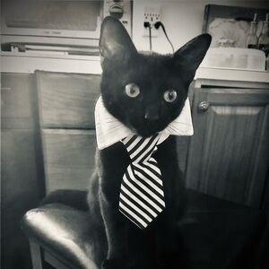 Meet your Posher, Susan